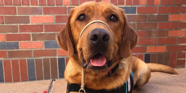 A happy brown dog with a harness sitting against a brick wall.
