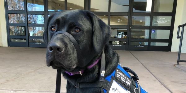 Black service dog with a blue vest sitting outside a building.