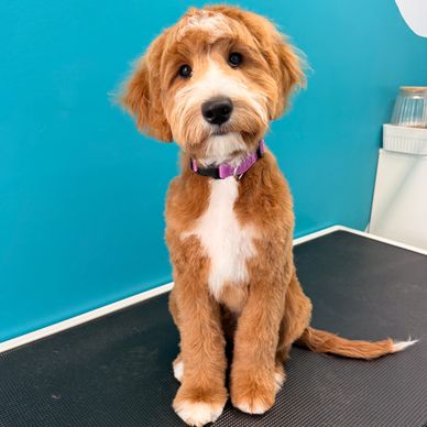 Adorable brown and white puppy sitting attentively inside.