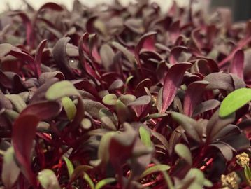 Close-up of vibrant red-purple microgreens sprouting from soil indoors.