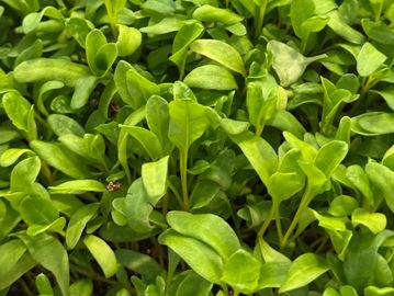 Close-up of fresh green seedlings densely packed together.