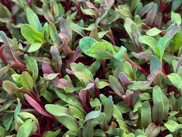 Close-up of fresh green and purple leafy seedlings densely packed together.