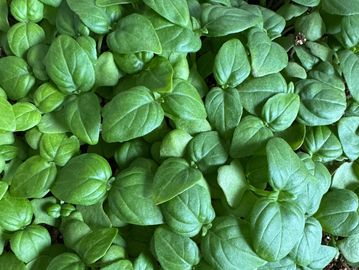Close-up of lush green basil leaves densely packed together.