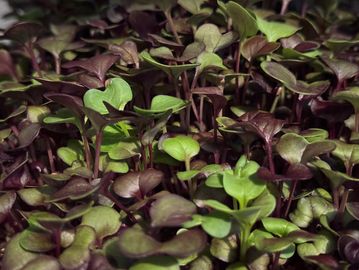 Close-up of young green and purple microgreens densely packed together.
