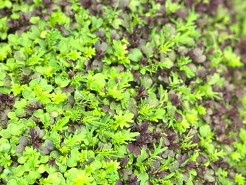Close-up of vibrant green and purple leafy microgreens densely packed together.