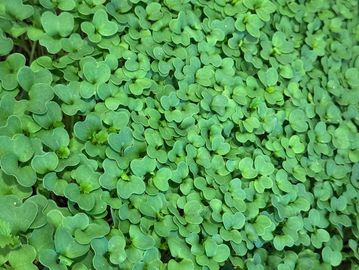 Dense patch of small green seedlings with heart-shaped leaves.