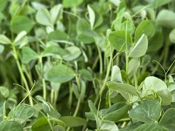 Close-up of fresh green pea shoots densely packed together.