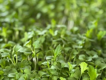 Close-up of fresh green microgreens densely packed together.