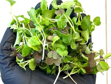 Hand holding a bunch of fresh green microgreens wearing a black glove.
