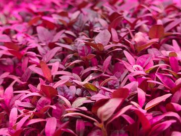 Close-up of dense pinkish-purple leaves under vibrant lighting.