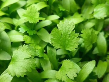 Close-up of fresh green cilantro leaves densely packed.