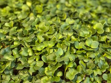 Close-up of fresh green microgreens growing densely.