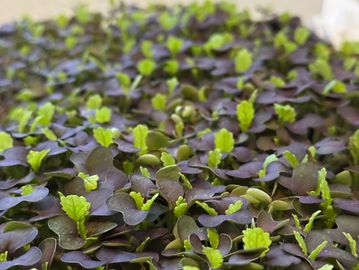 Close-up of vibrant microgreens sprouting with green and purple leaves.