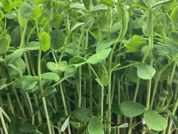 Close-up of fresh green pea shoots densely packed together.