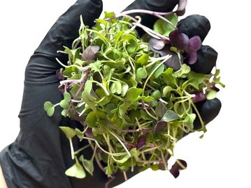 Hand holding a bunch of fresh microgreens with black glove.