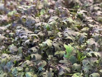 Close-up of dense, leafy green and purple plants with textured leaves.