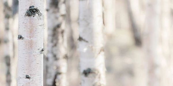 Close-up of birch tree trunks in a soft-focused forest.