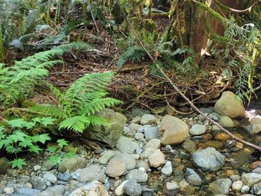 Creekside Haven Tent Sites
