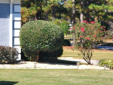 Trimmed hedges helps promote new growth
