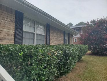After trimming hedges provides room for new growth
