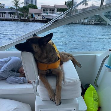 German Shephard relaxing on intercostal cruise