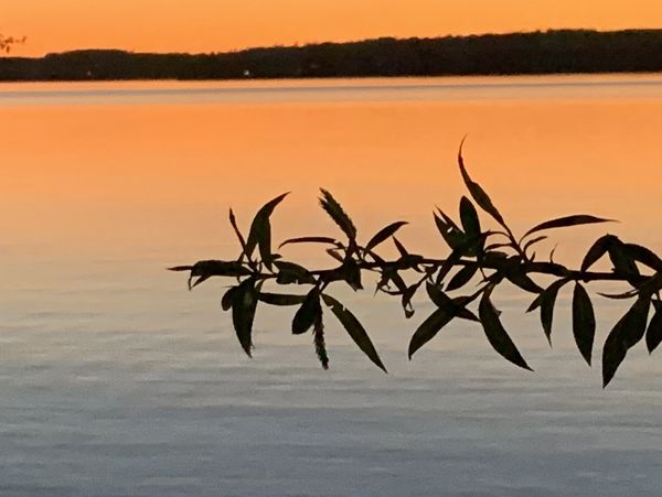 Silhouetted leaves against a serene orange sunset over calm water.