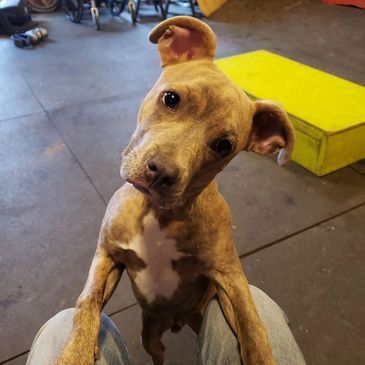 A curious brindle dog with a white chest tilting its head.