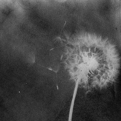 Black and white image of a dandelion with seeds blowing away.