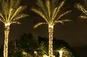 Three palm trees decorated with lights glowing at night.