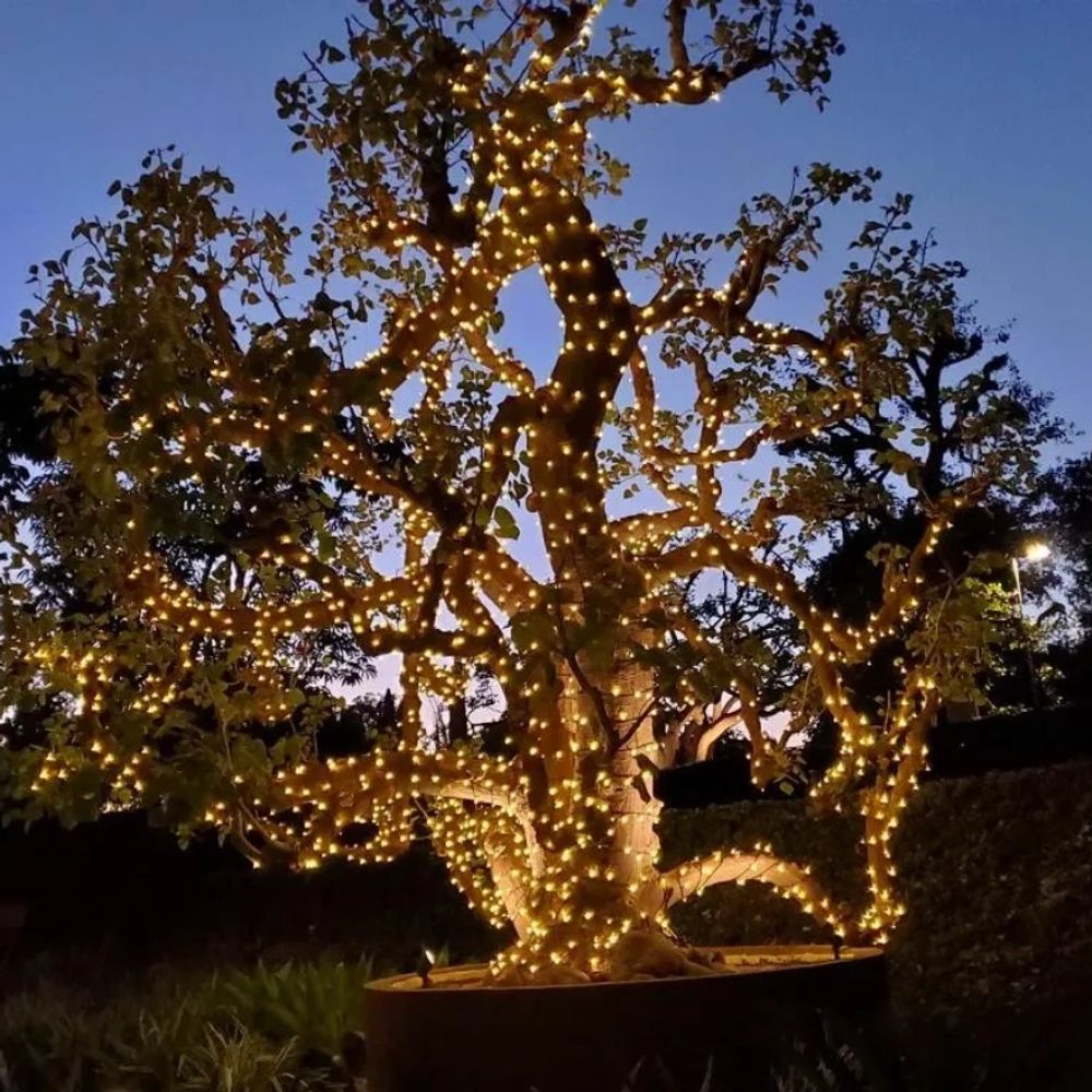Magnolia tree wrapped with warm white LED lights from bottom of the trunk to all branches.