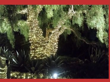 Tree wrapped in glowing white lights at night with surrounding plants.