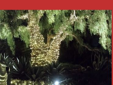 Tree wrapped in glowing white lights at night with surrounding plants.