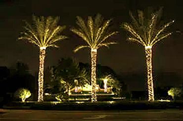 Three palm trees decorated with lights glowing at night.