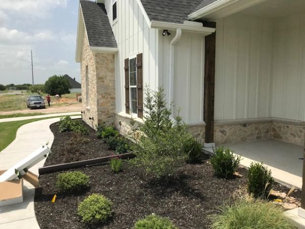 Newly landscaped front yard with mulch and shrubs.