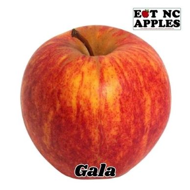 gala apple eat nc apples