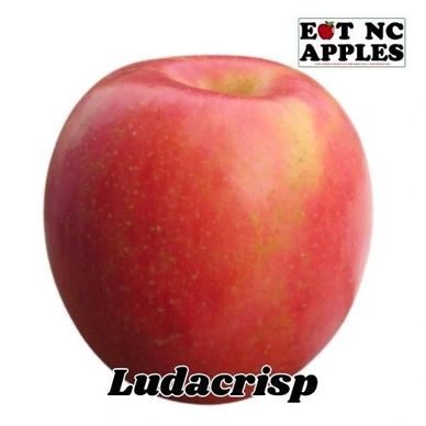 ludacrisp eat nc apples