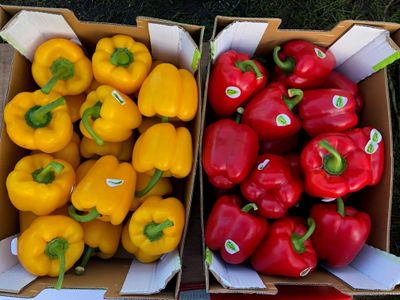 Fresh red and yellow peppers - food