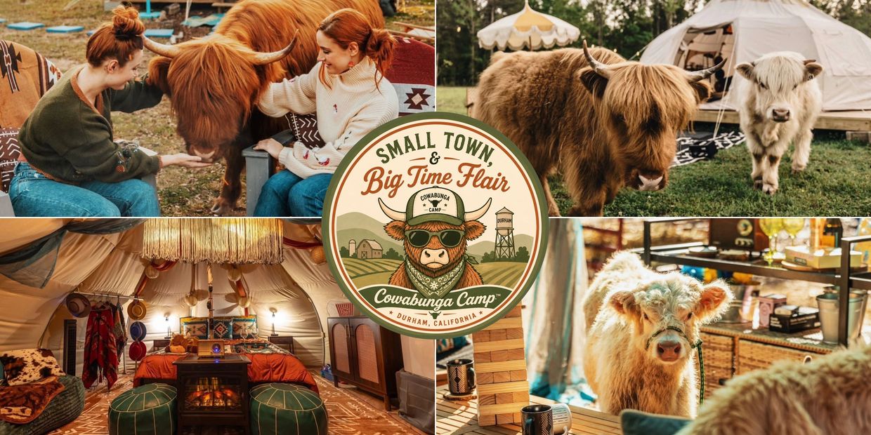 Rustic camp with cows and cozy tent living at Cowabunga Camp.