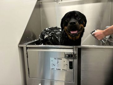 On-site dog wash