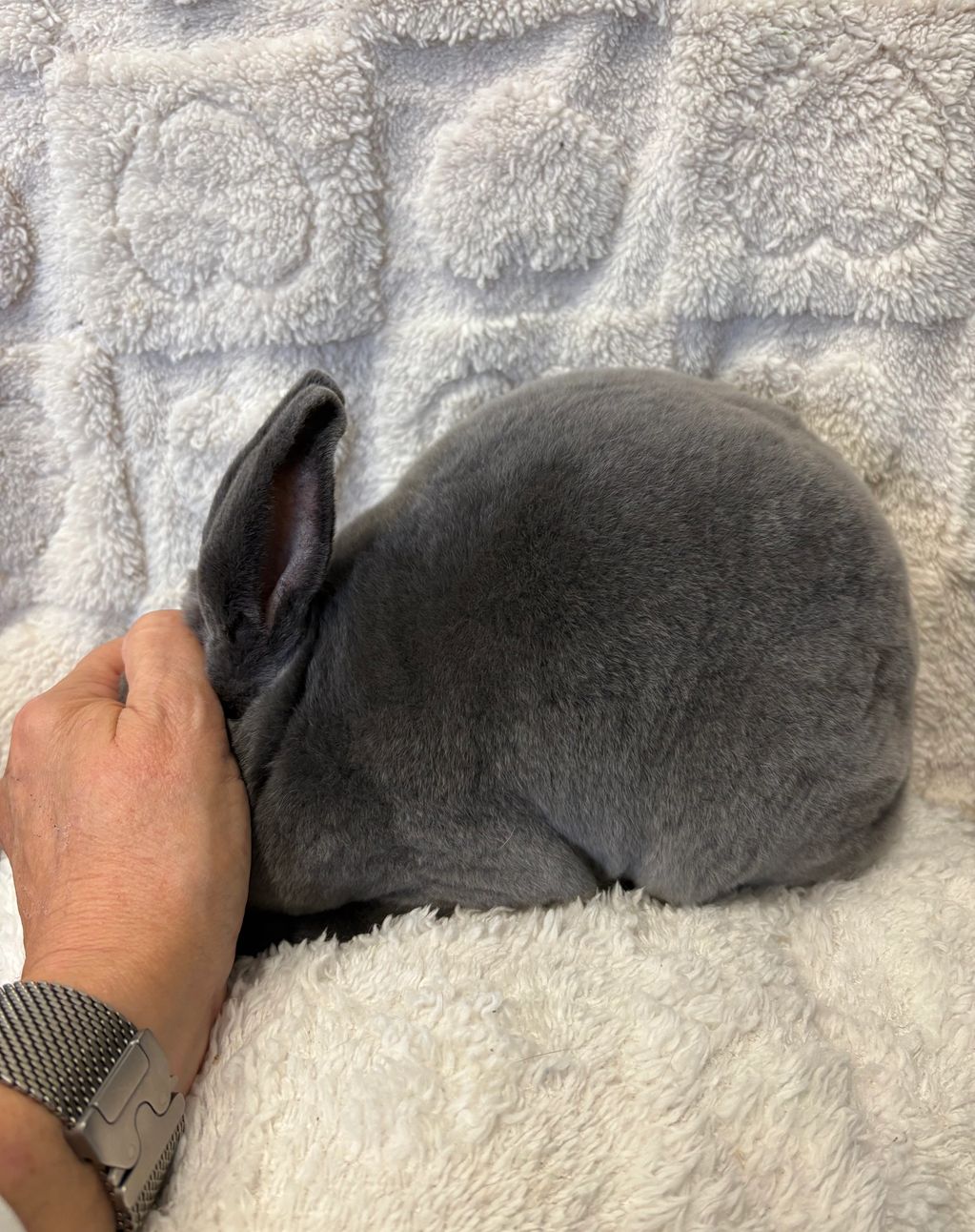 A gray rabbit resting with one ear held gently by a hand.
