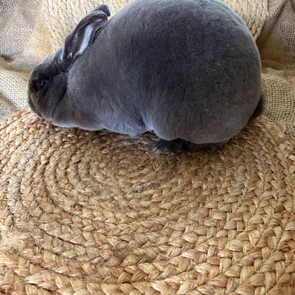 Plump gray rabbit resting on woven mats.