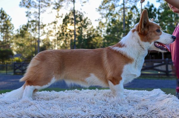 Red and white cardigan corgi