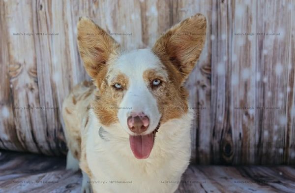 Liver Merle cardigan corgi