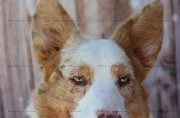 Blue eyed corgi