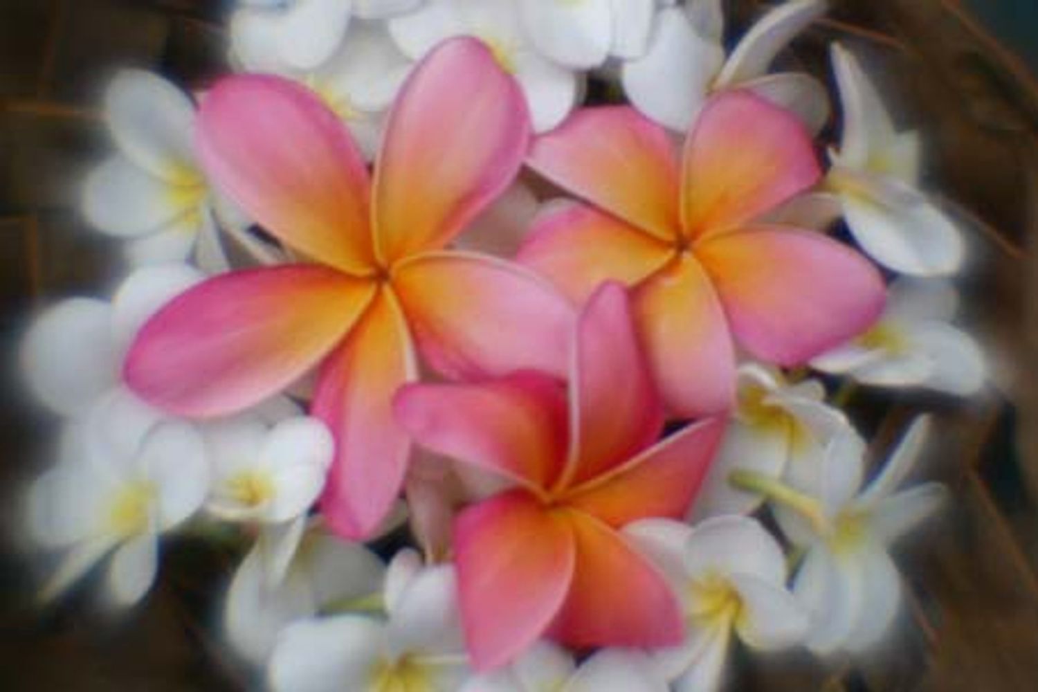 Plumeria Frangipani by Deborah Savarese Kizewski, taken on the Big Island of Hawaii, 2004