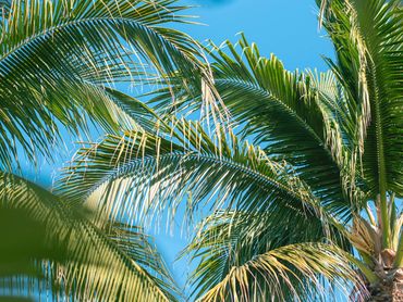 Palms at The Inn at Manzanillo Bay, Troncones Beach