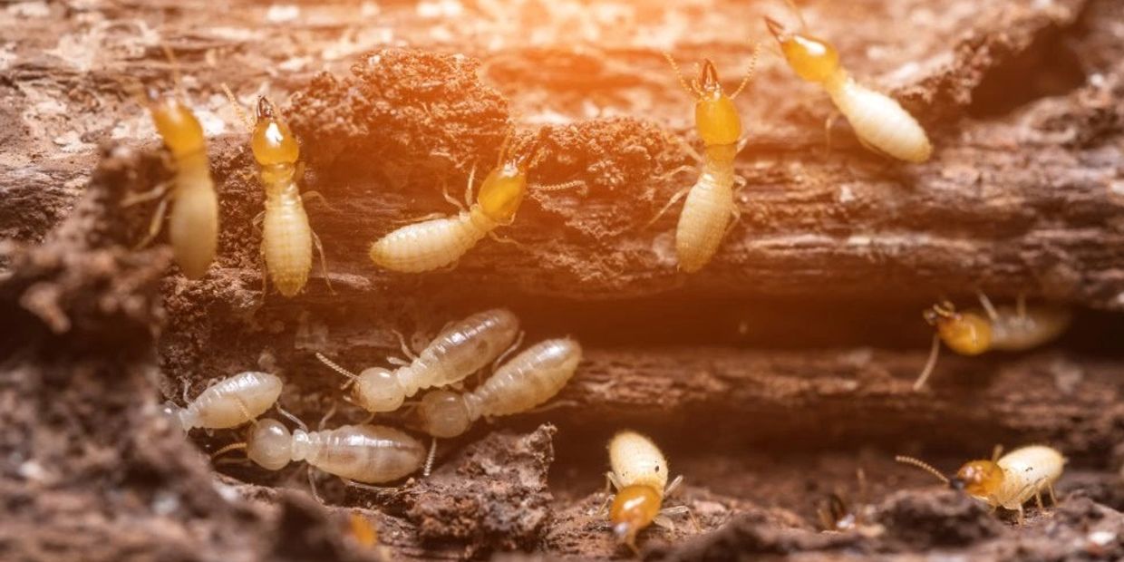 Termite, termites, termite swarmers, termite inspections, termite inspection, wood destroying inspec