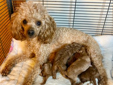 A mother poodle with her newborn puppies nursing inside a cozy pen.