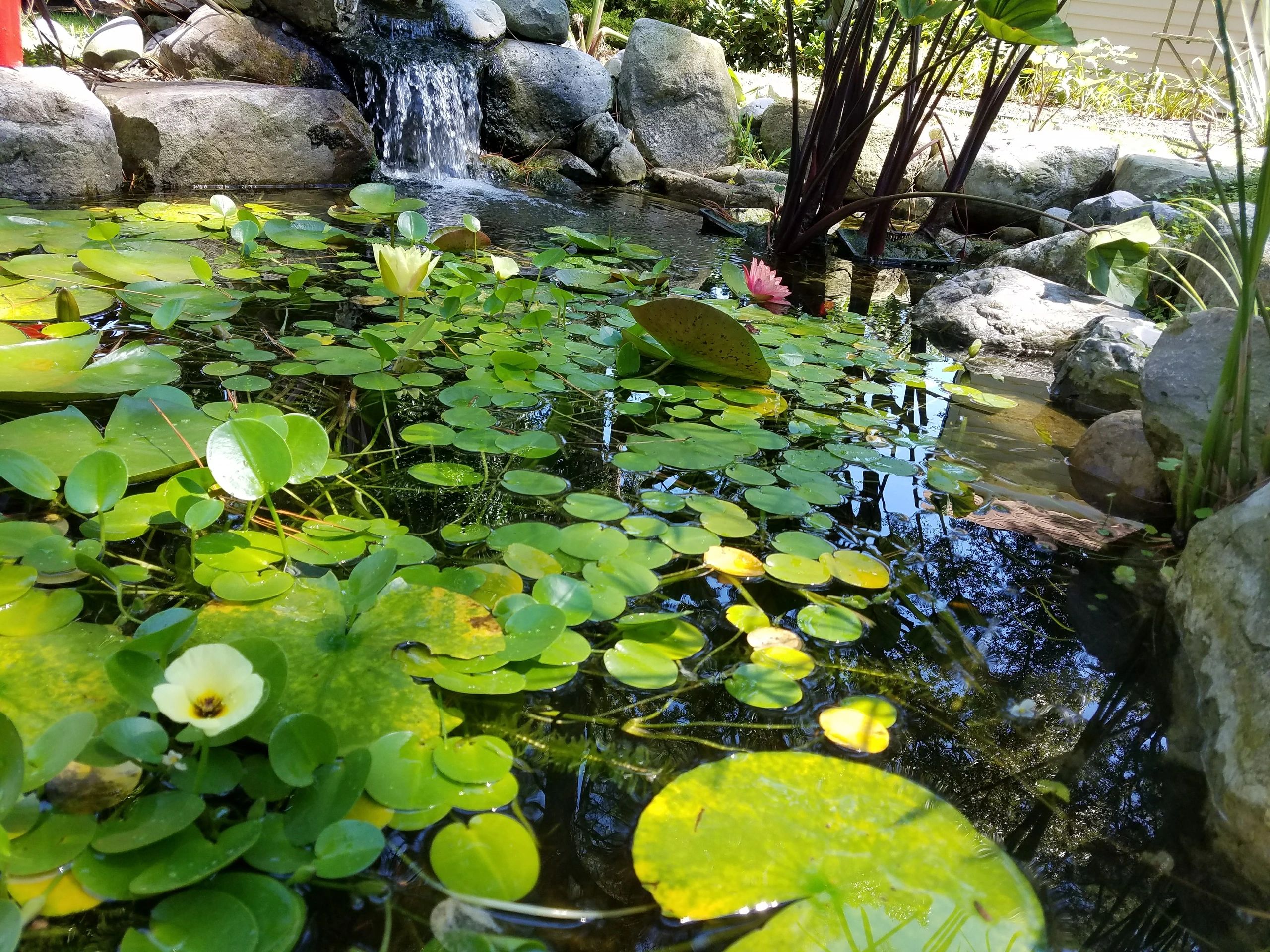 Beach Ponds, llc Aquatic Maintenance, Professional Pond Cleaning