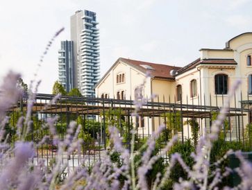 Historic building with modern skyscrapers and lavender in the foreground.